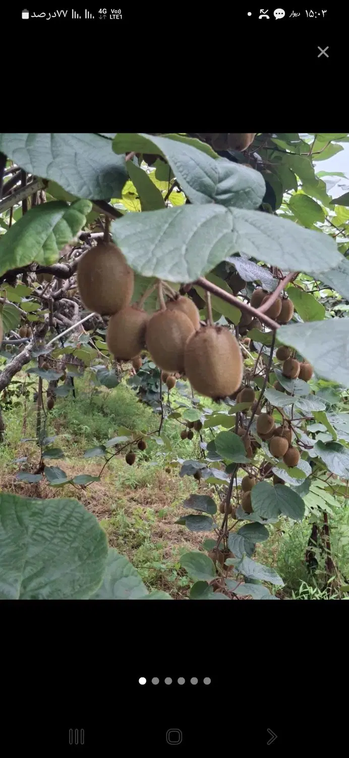 فروش سر درختی حدود 80 تن کیوی استان گلستان