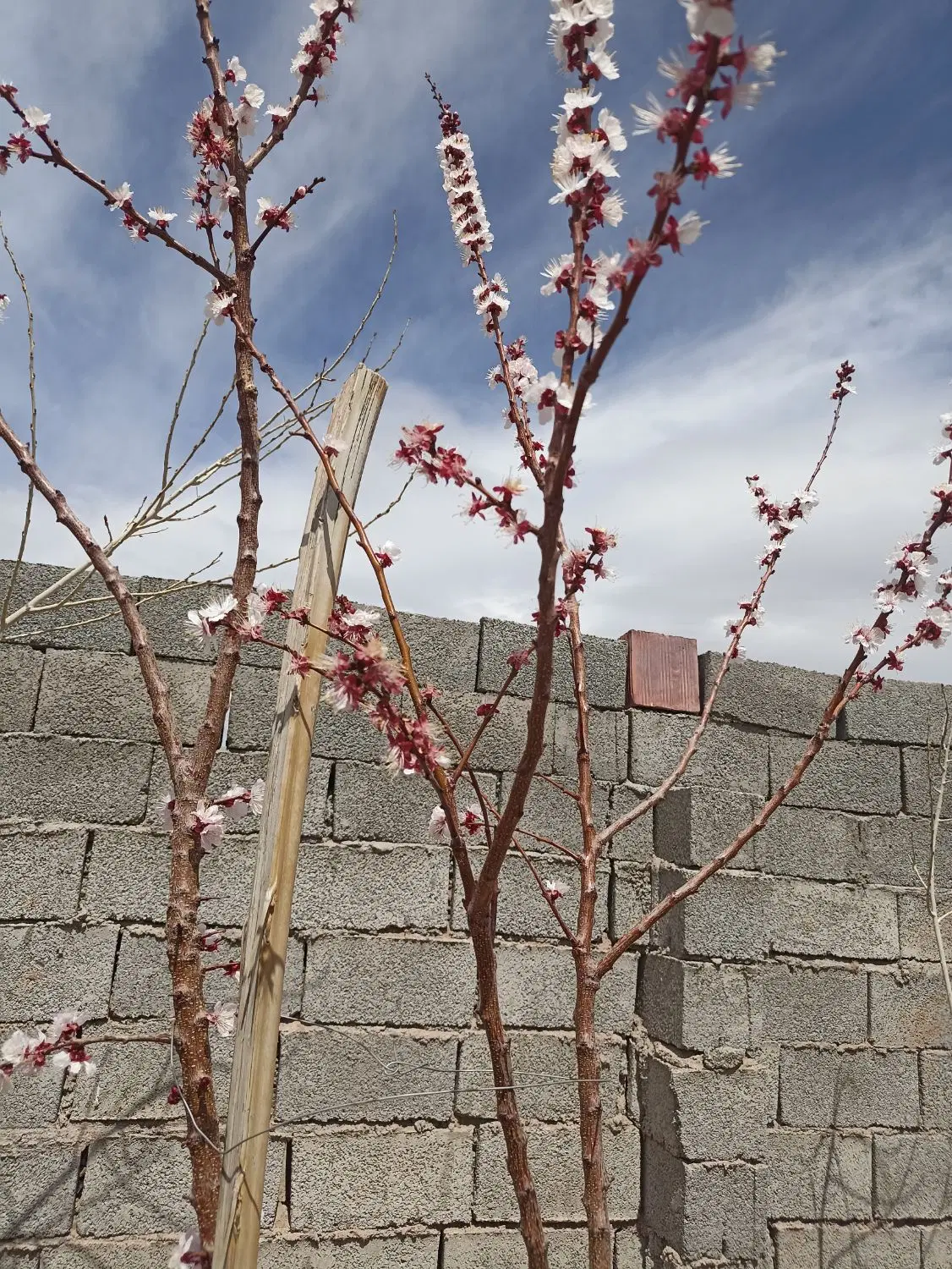 باغ ویلا