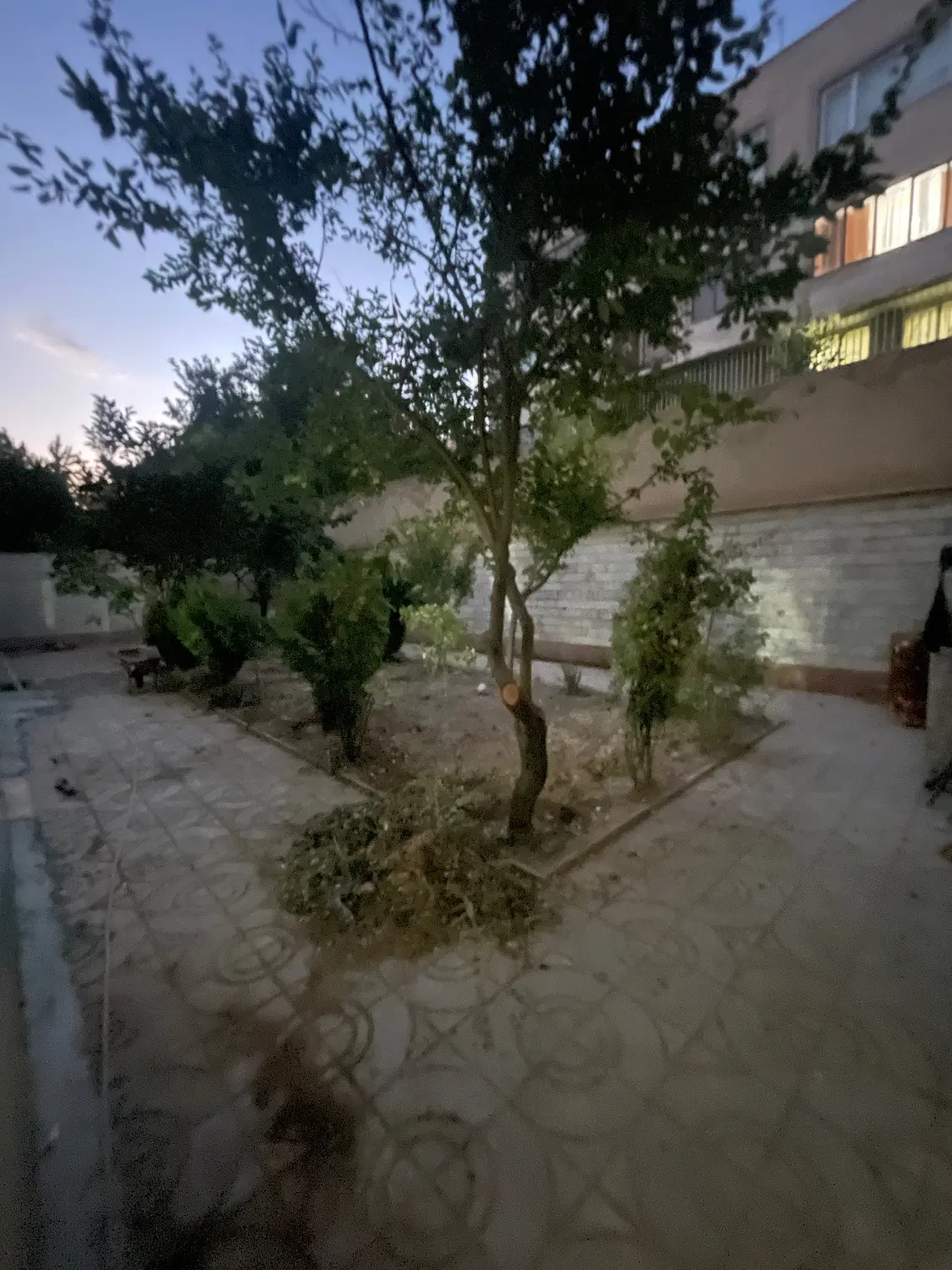 فاز دو_سند تک برگ_نما سنگ مرتب