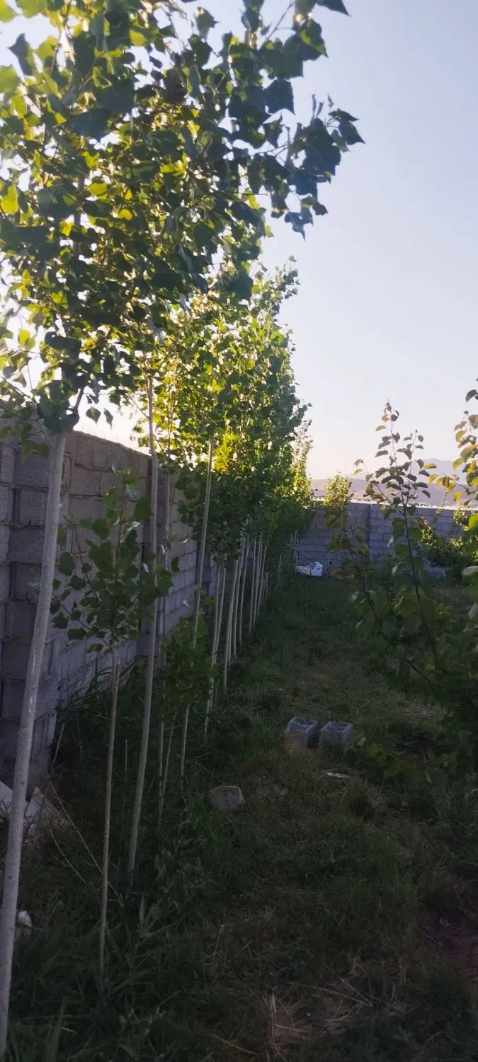 فروش باغ در اسپیران