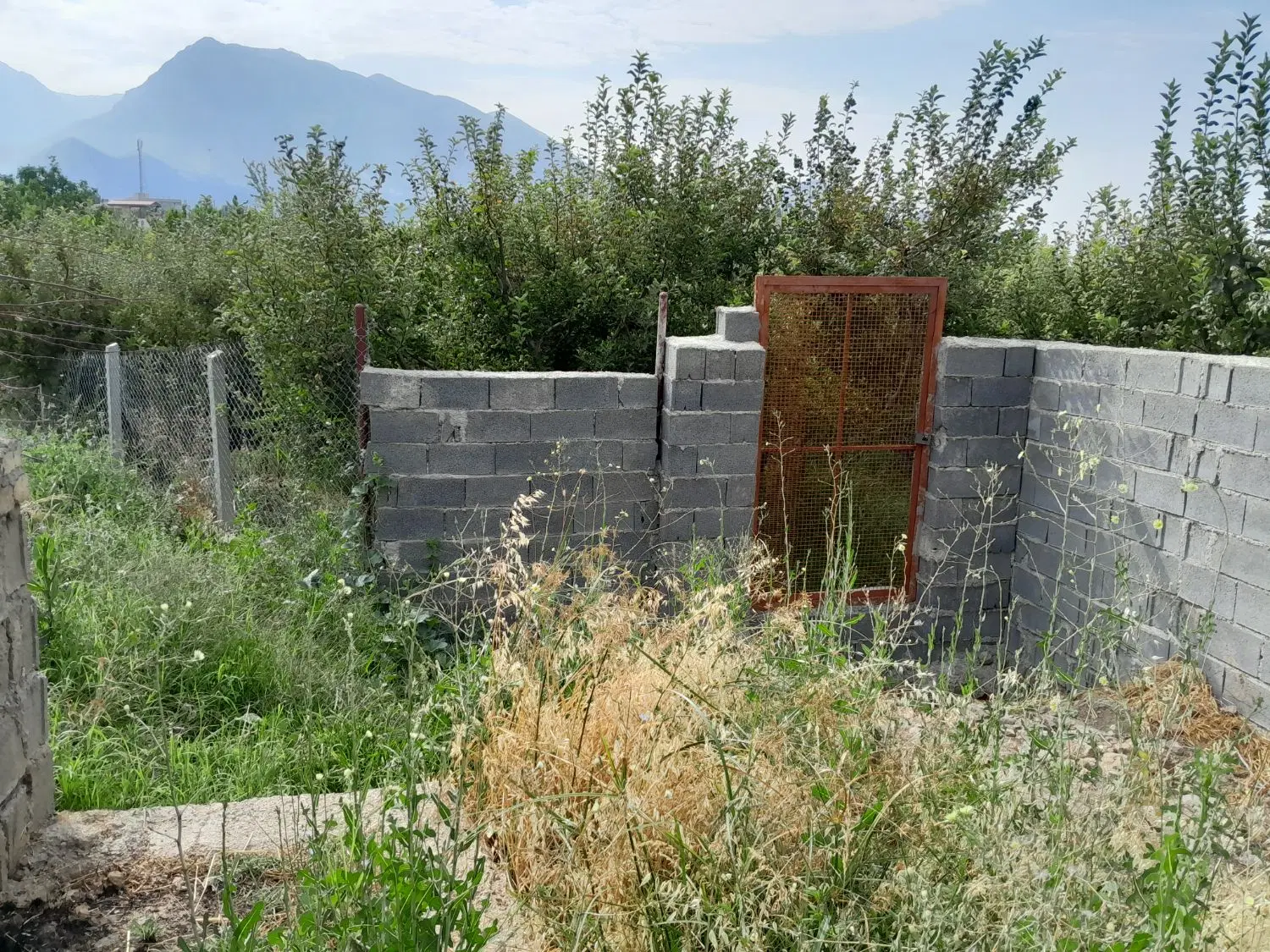 یک قطعه باغ سیبی
