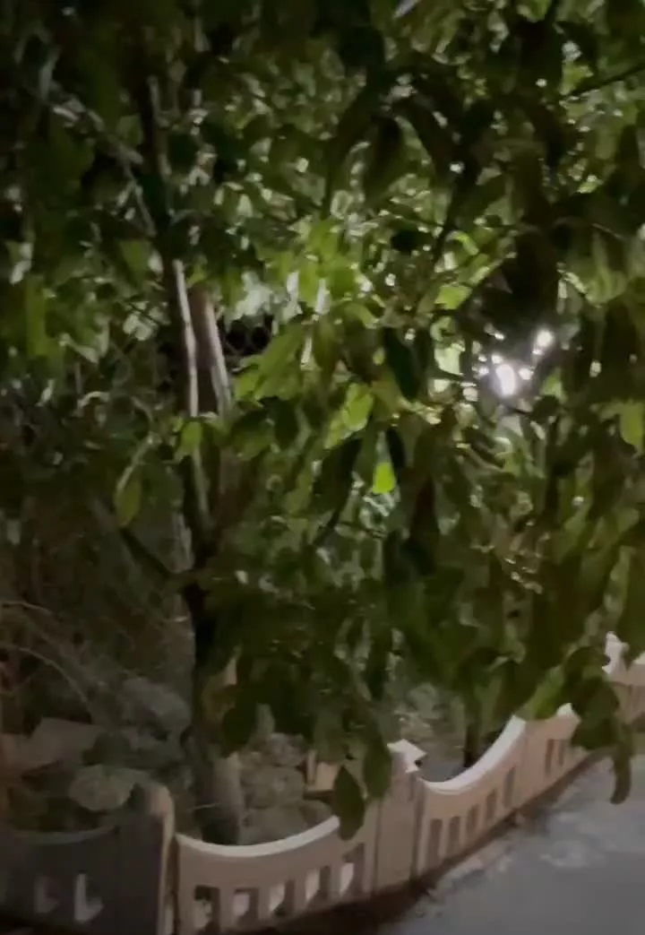 باغ تکمیل در نزدیکی سنندج