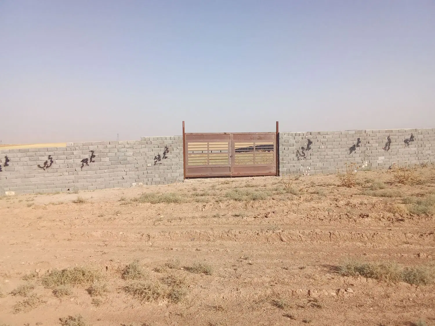 دامداری گاو داری