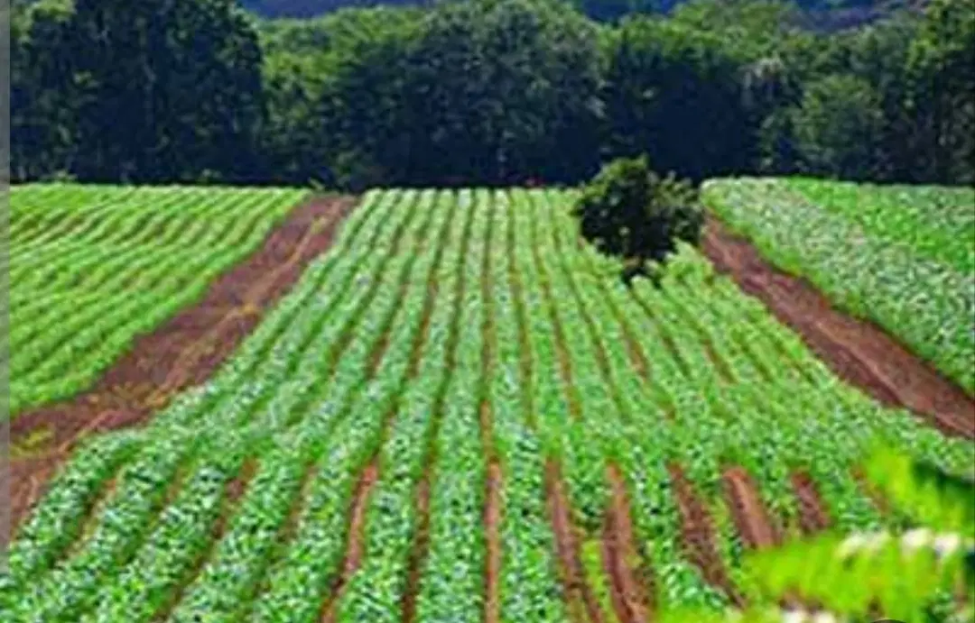زمین کشاورزی اراضی شمس اباد