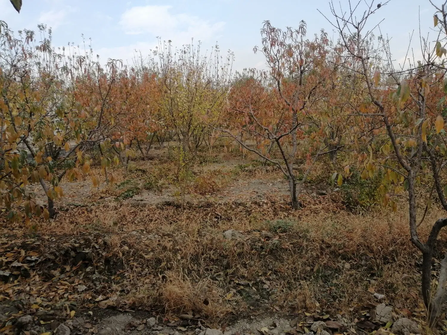 ویلای سند دار با نامه برائت