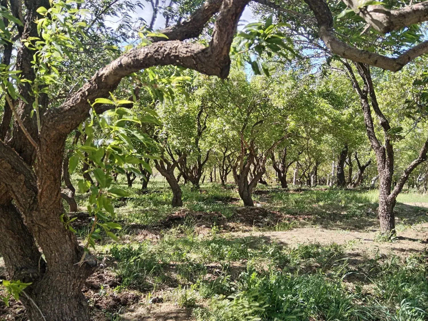باغ بادام حسین آباد سامان