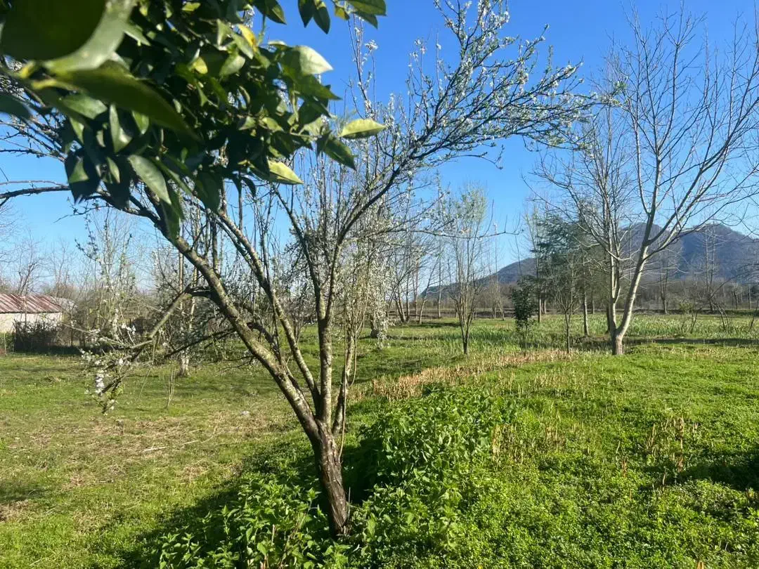 زمین باغ مسکونی 6300متر