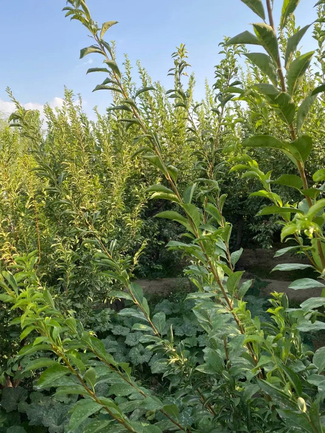 باغچه سنقراباد
