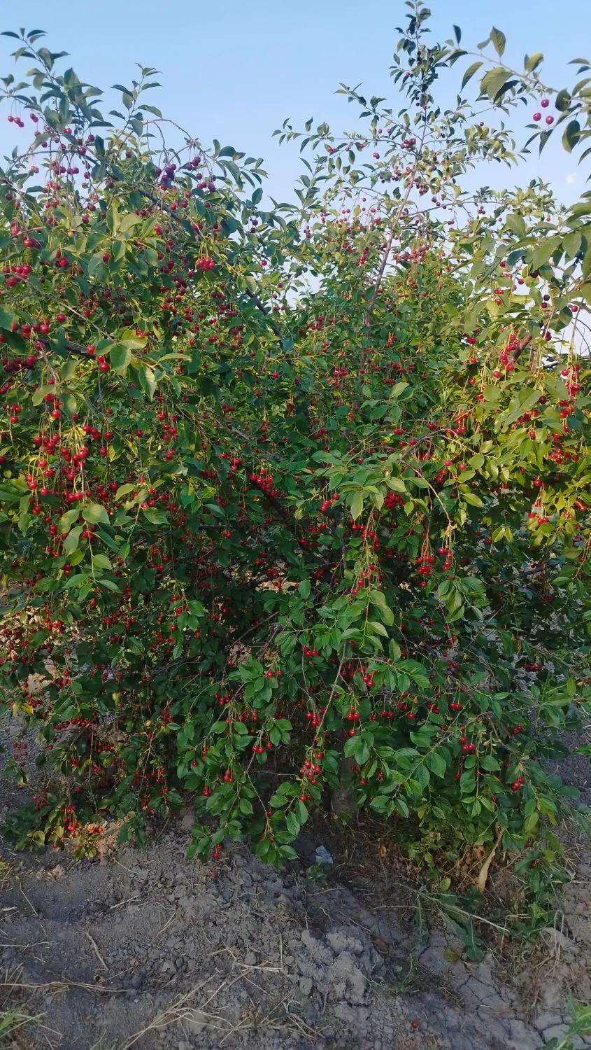زمین کشاورزی مناسب ویلا سازی