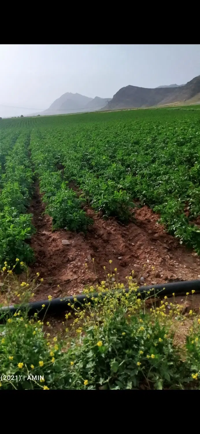 زمین کشاورزی