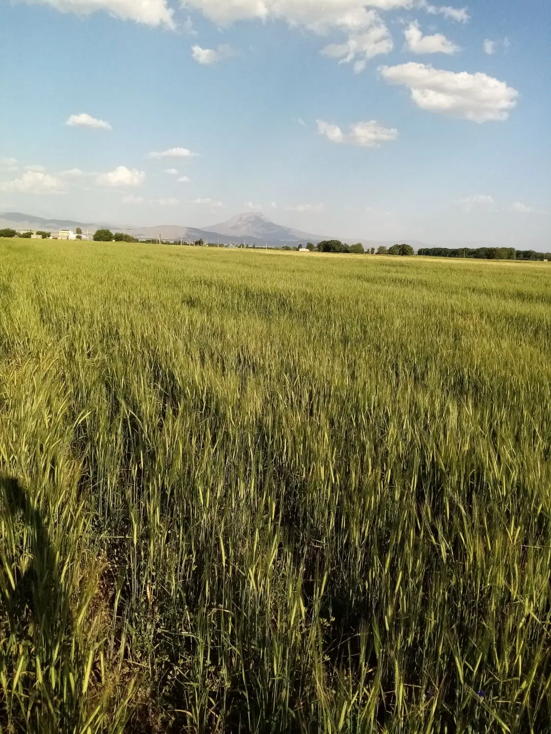 فروش 2.5 هکتار زمین دیم کنار گلخانه