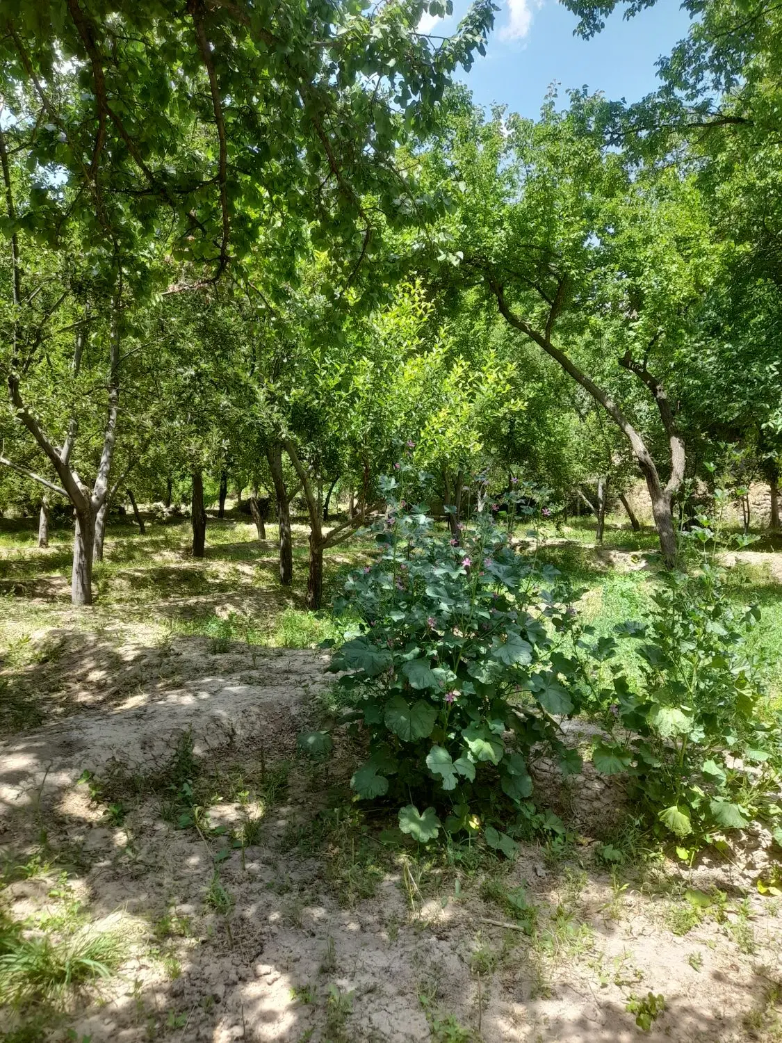 فروش یک قطعه باغ در روستای توریستی اسگندان