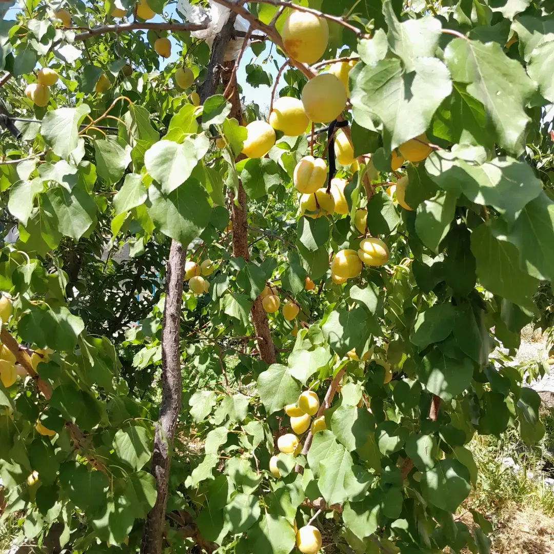 باغ ویلا ۸۰۰ متر درشبستر دارای برق گاز اب چشمه