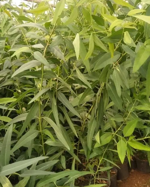 باغ اکالیپتوس