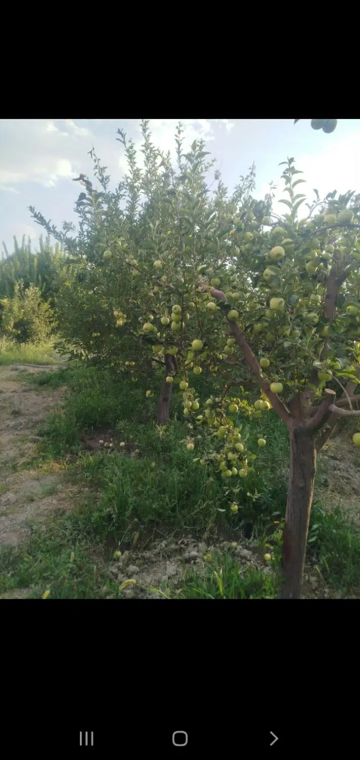 باغ پربرکت