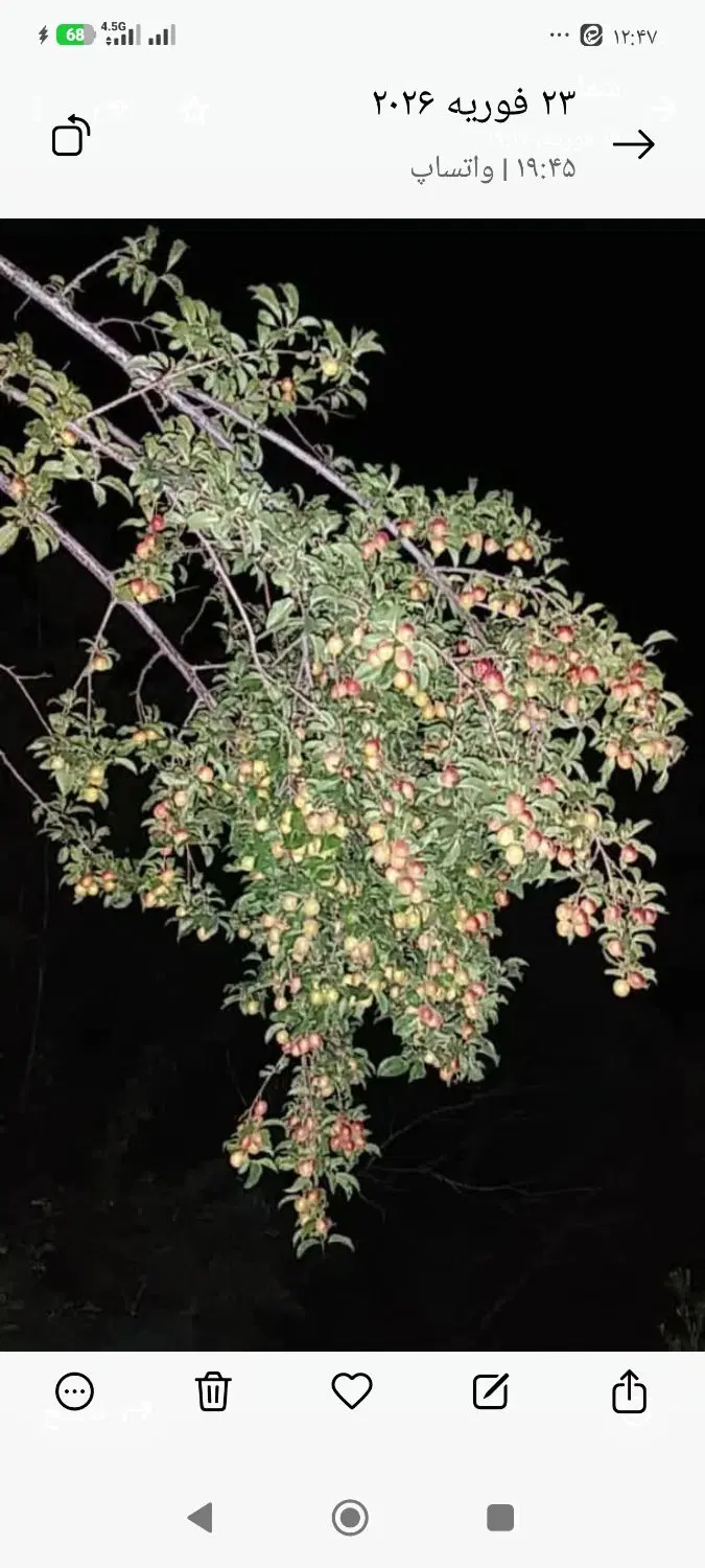 باغستان سیاه میوه