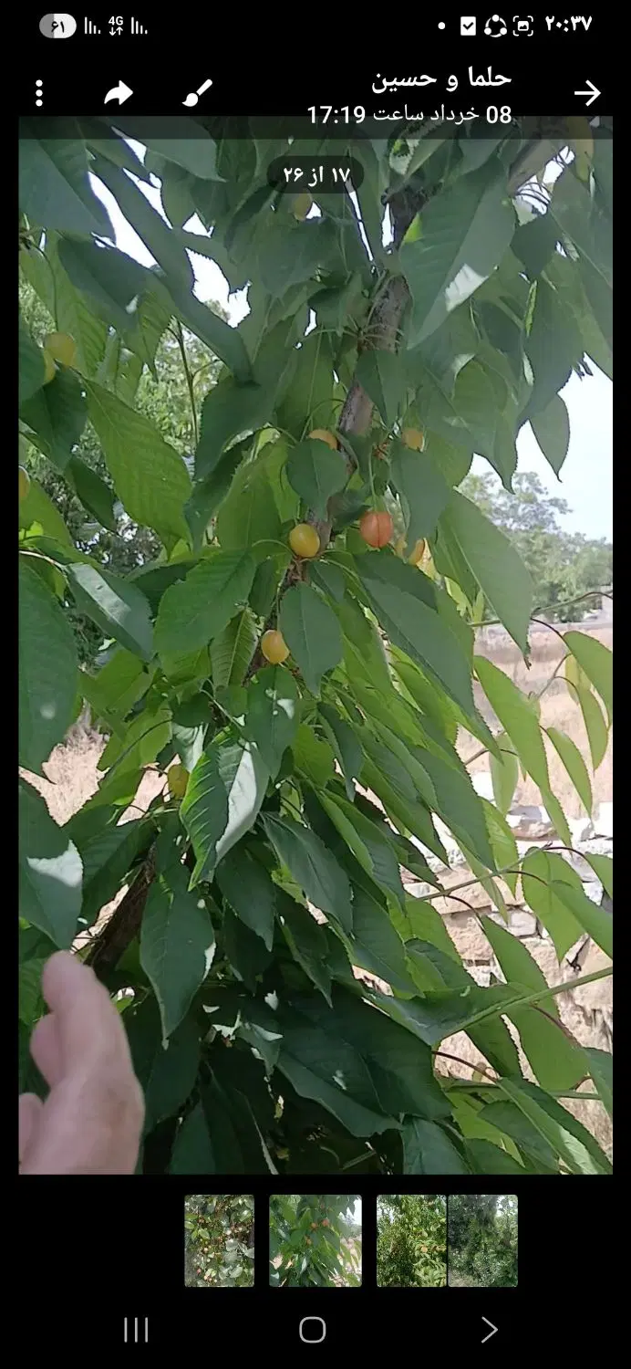 باغ ۴۰۰متر۲۰عدرخت