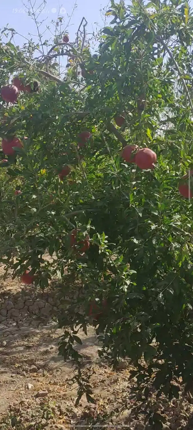 باغ انار ۷۰۰ متری