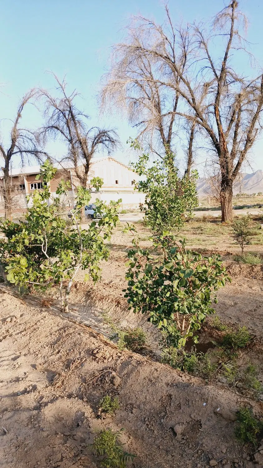 فروش باغ و زمین کشاورزی