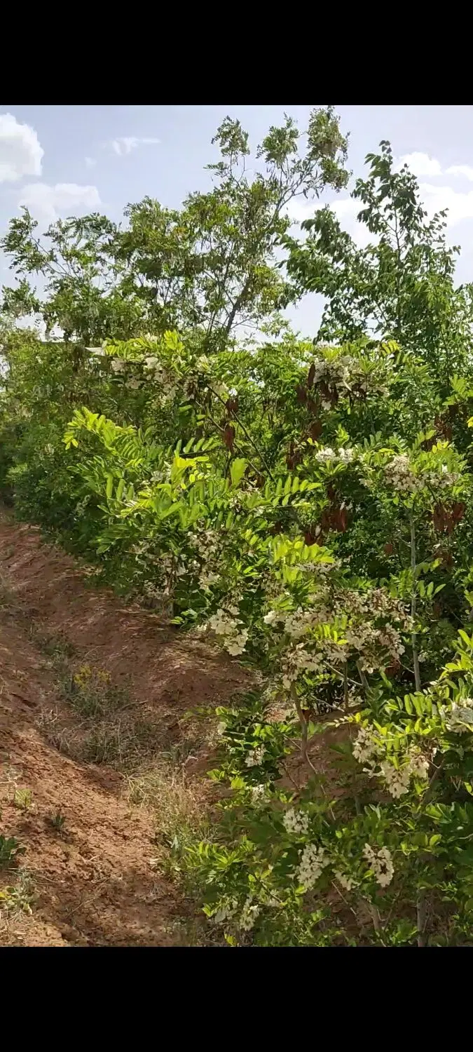 فروش زمین باغی مسطح