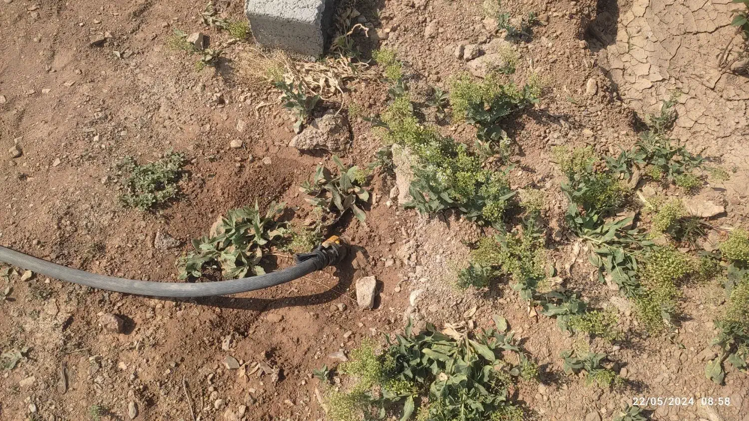 باغ