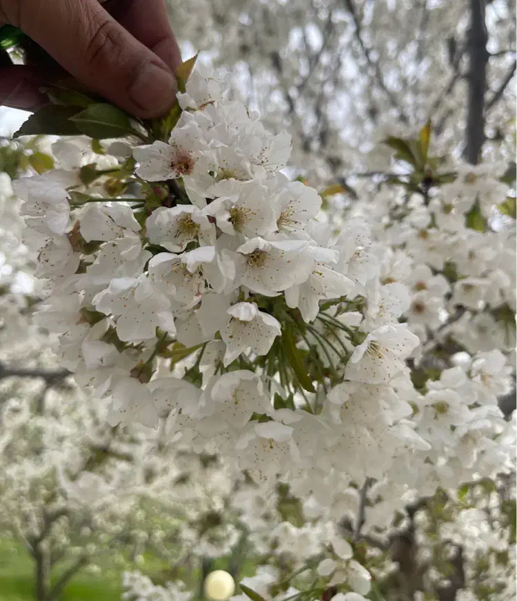 باغ سپیدان سربست