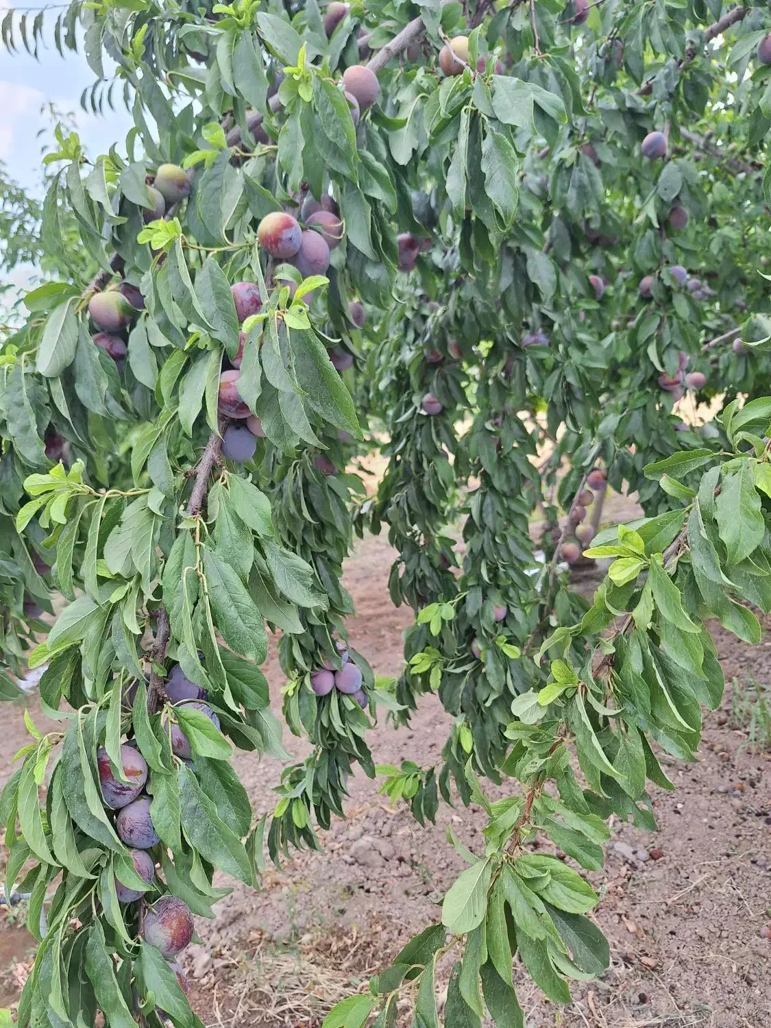 باغ ثمری درجه یک،انجیره