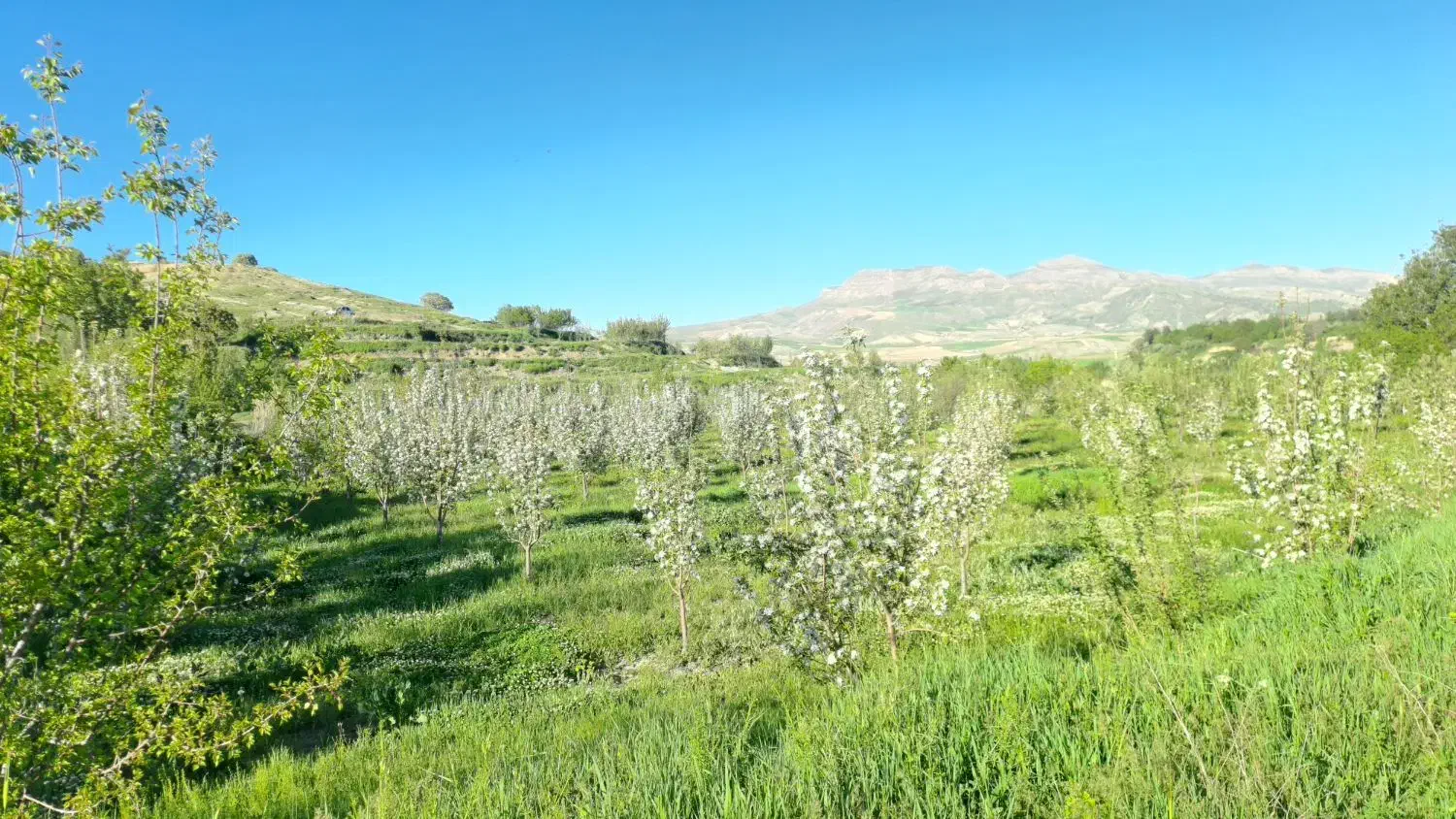 باغ مثمر با دسترسی آسان