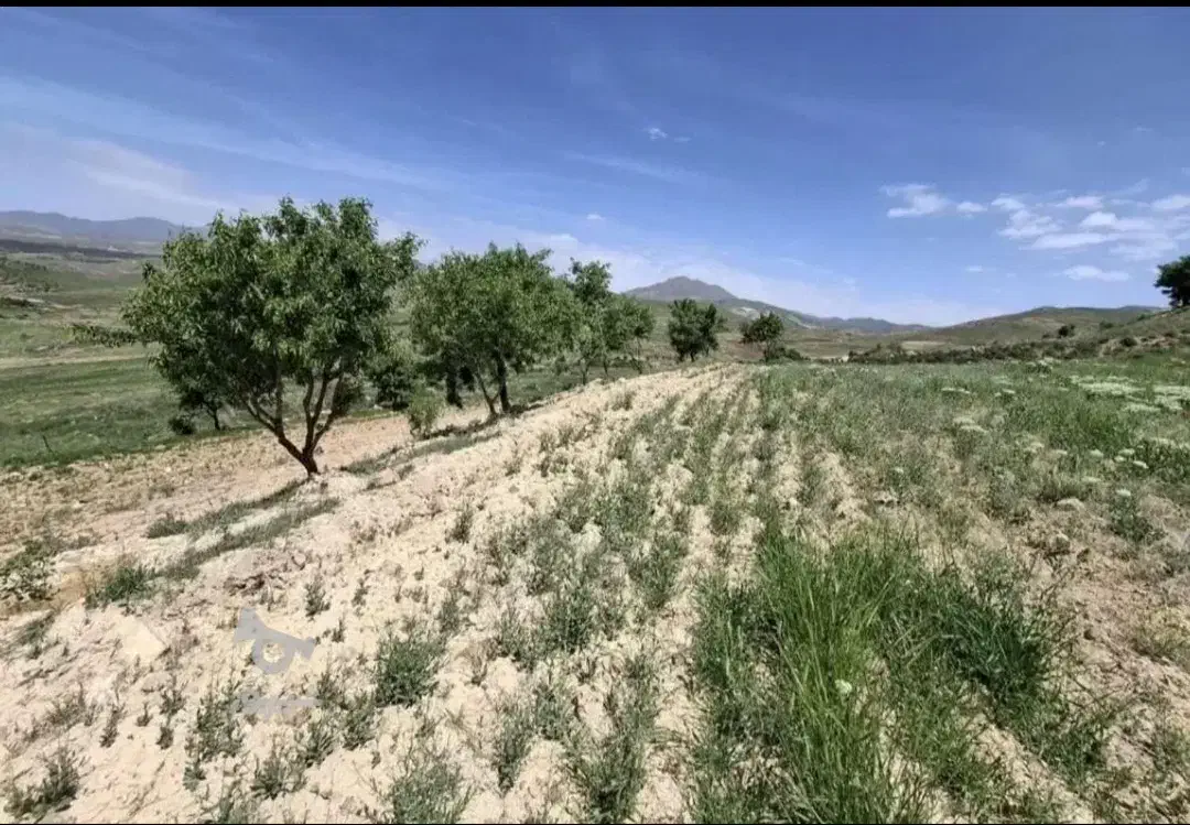 زمین نزدیک قزوین دارای درخت بادام ۱۰ساله