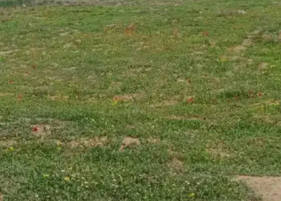 زمینن باغ سنگر