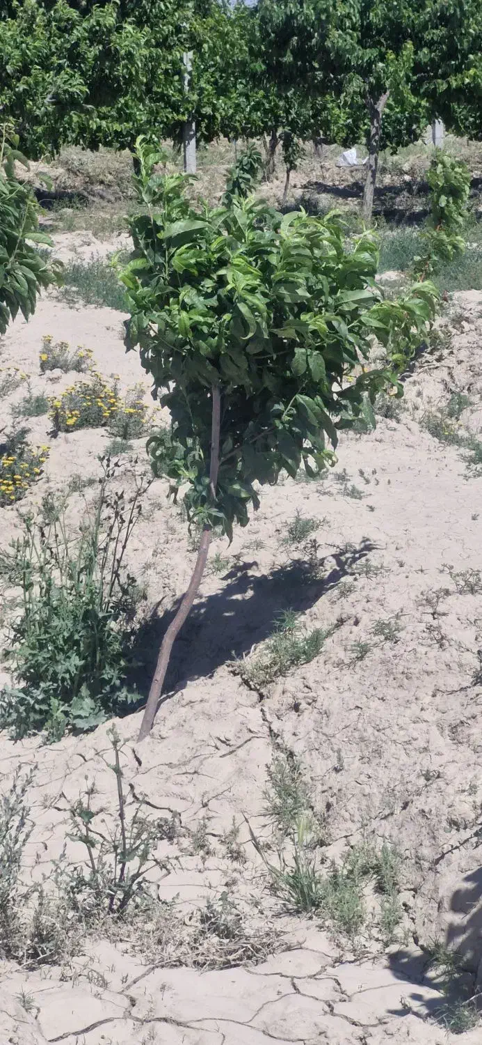 فروش زمین