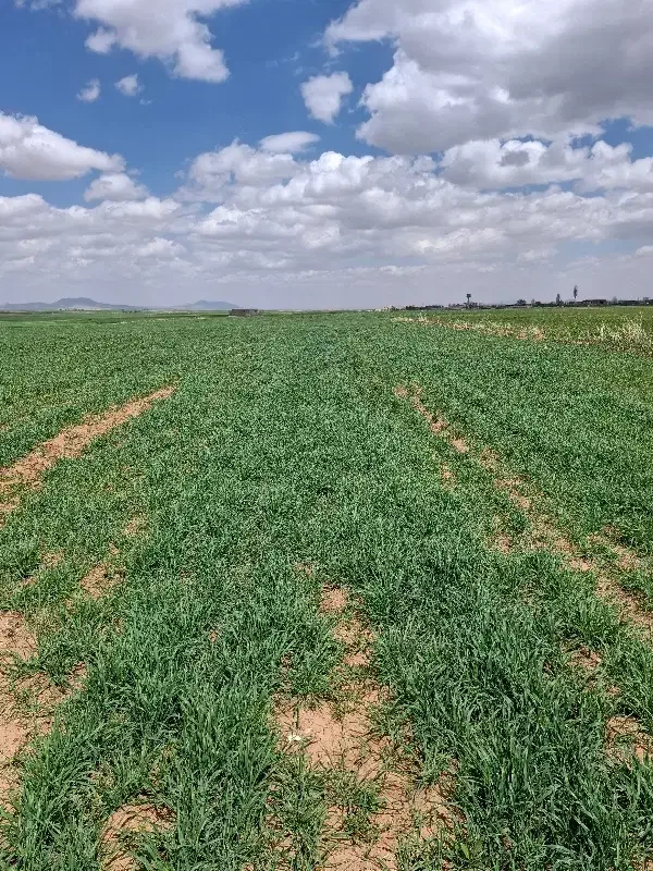 فرصت استثنایی برای سرمایه گذاری زمین کشاورزی