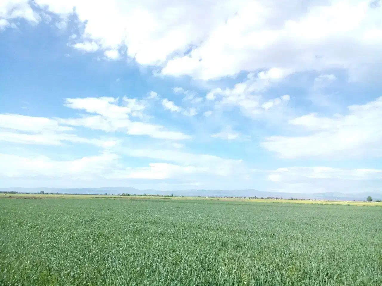 بیست هزار مترمربع زمین همجوار مجتمع کشت