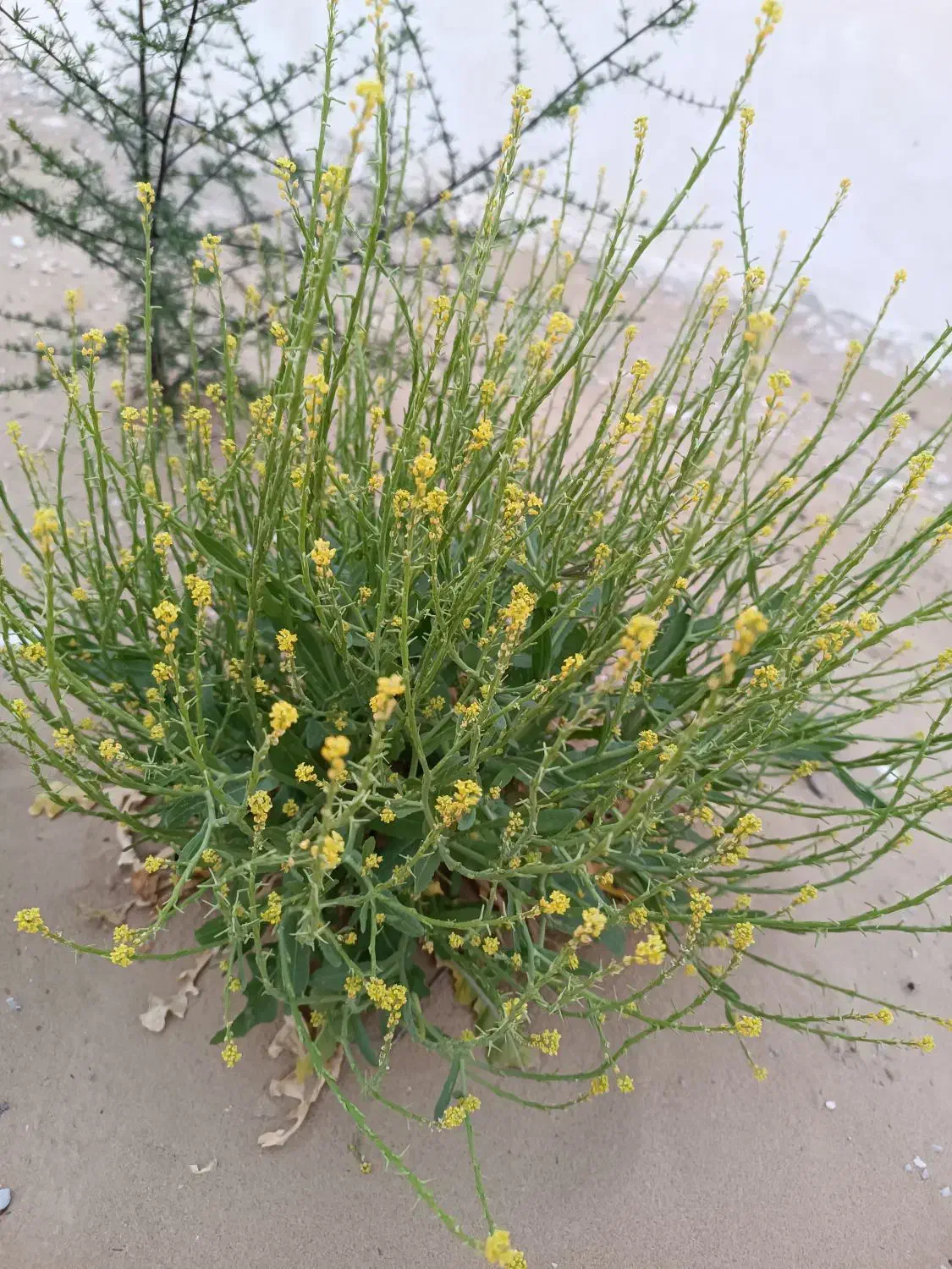 فروش زمین گورک عالیچنگی . سرمایه گذاری