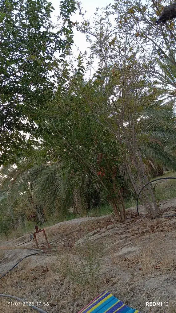فروش زمین و نخل