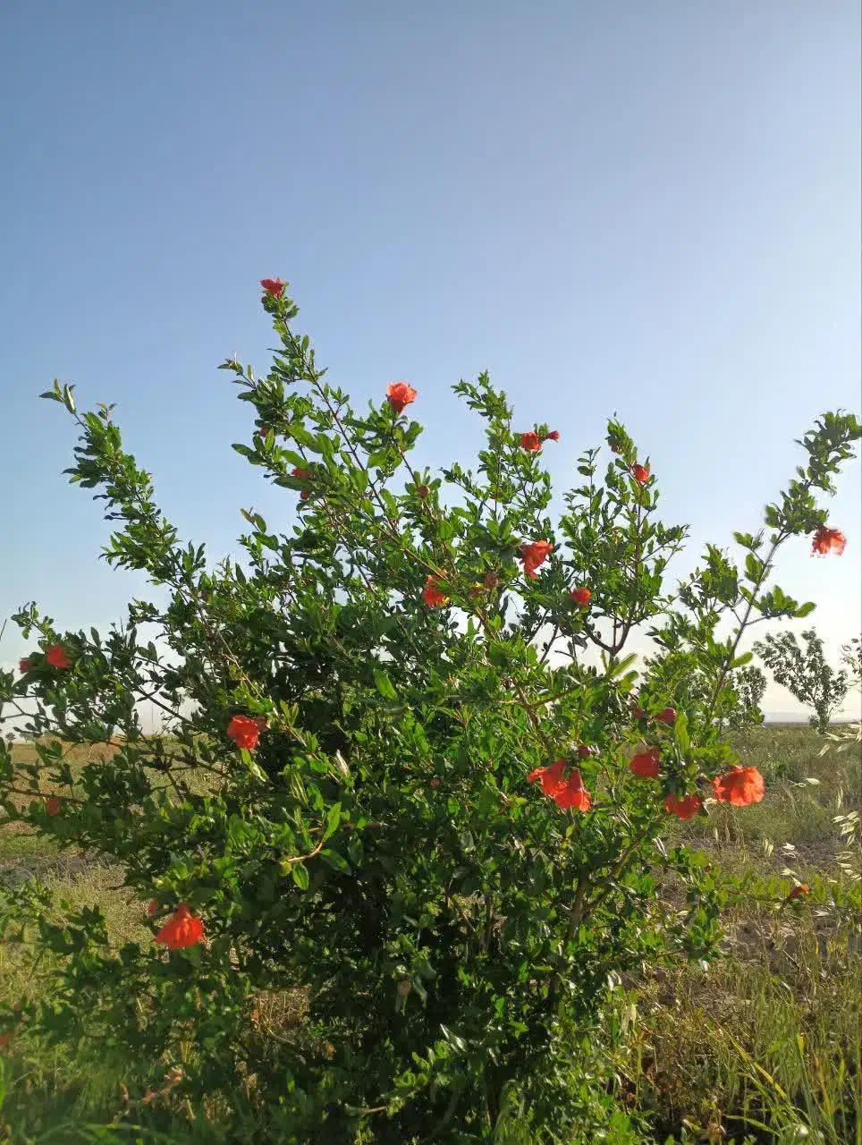 باغچه