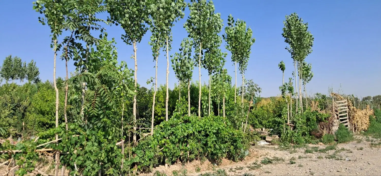 باغچه ۵۱۰ متری