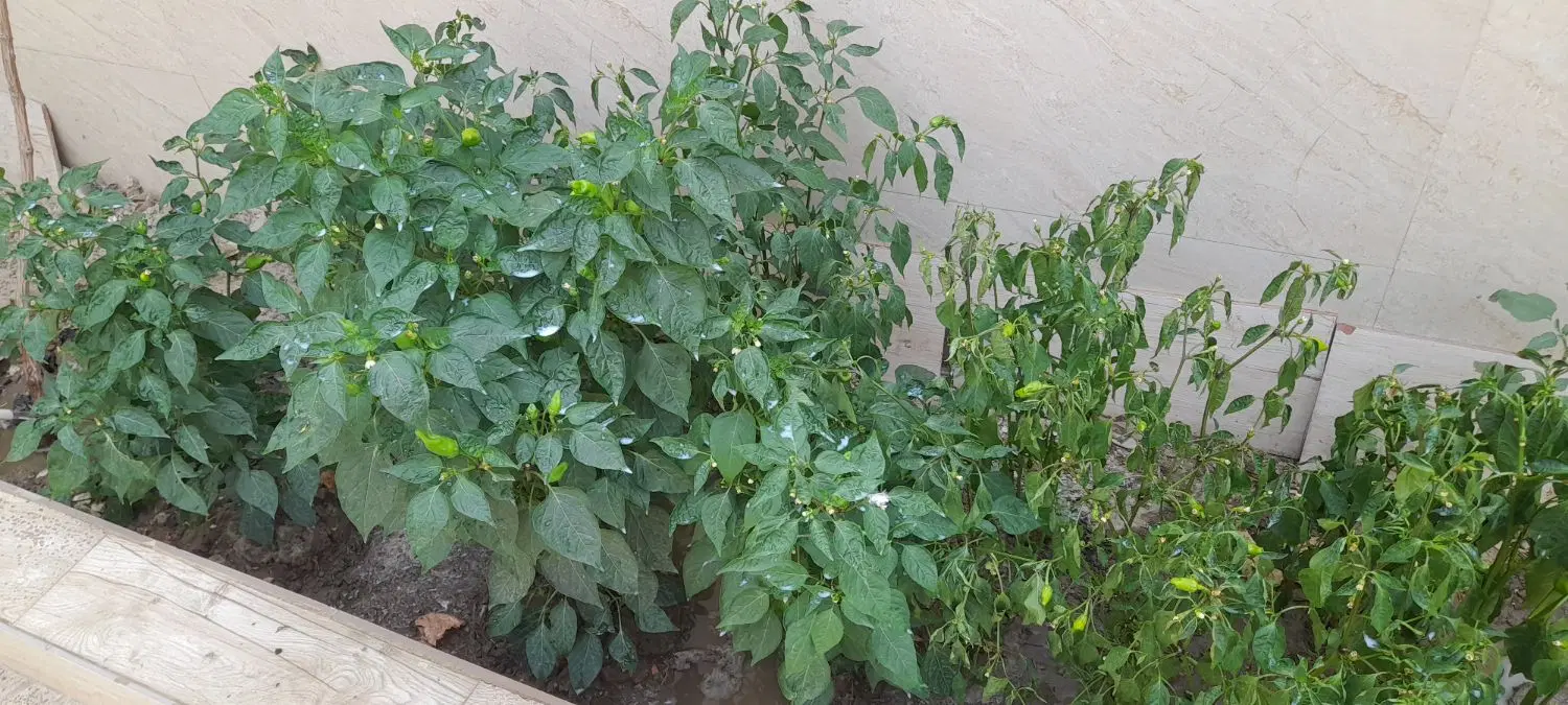 اجاره طبقه دوم از دو طبقه