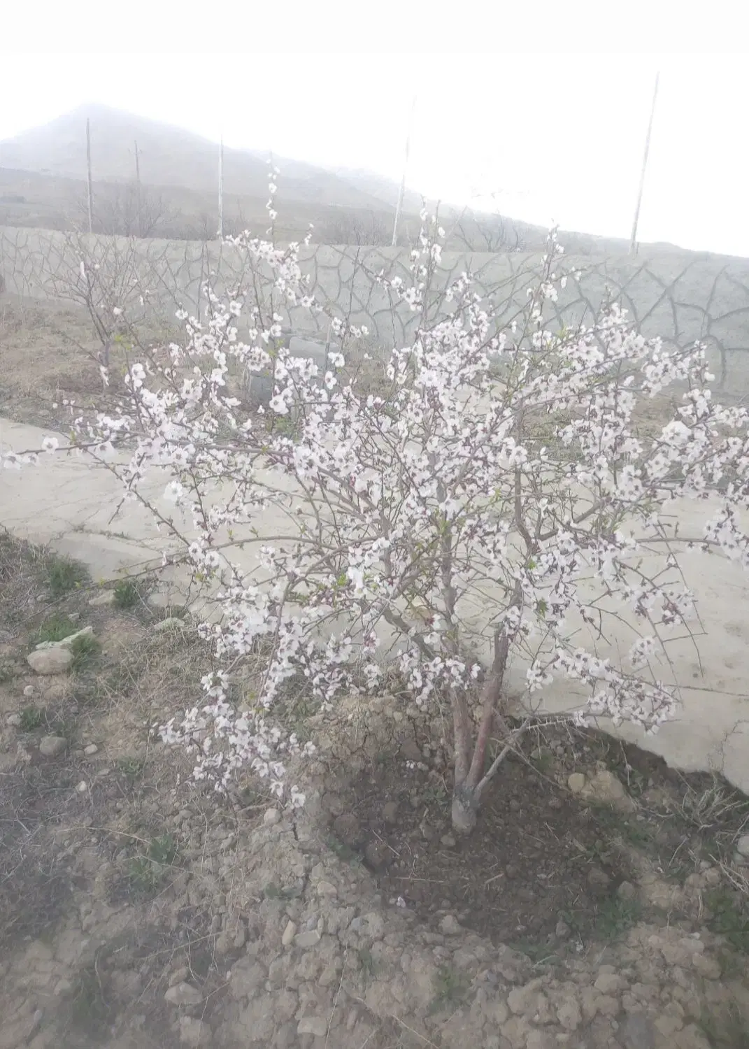 زمین ویلایی روستایی هرزنق