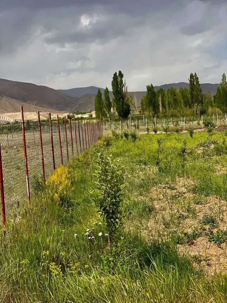 باغ میوه در فیروزکوه