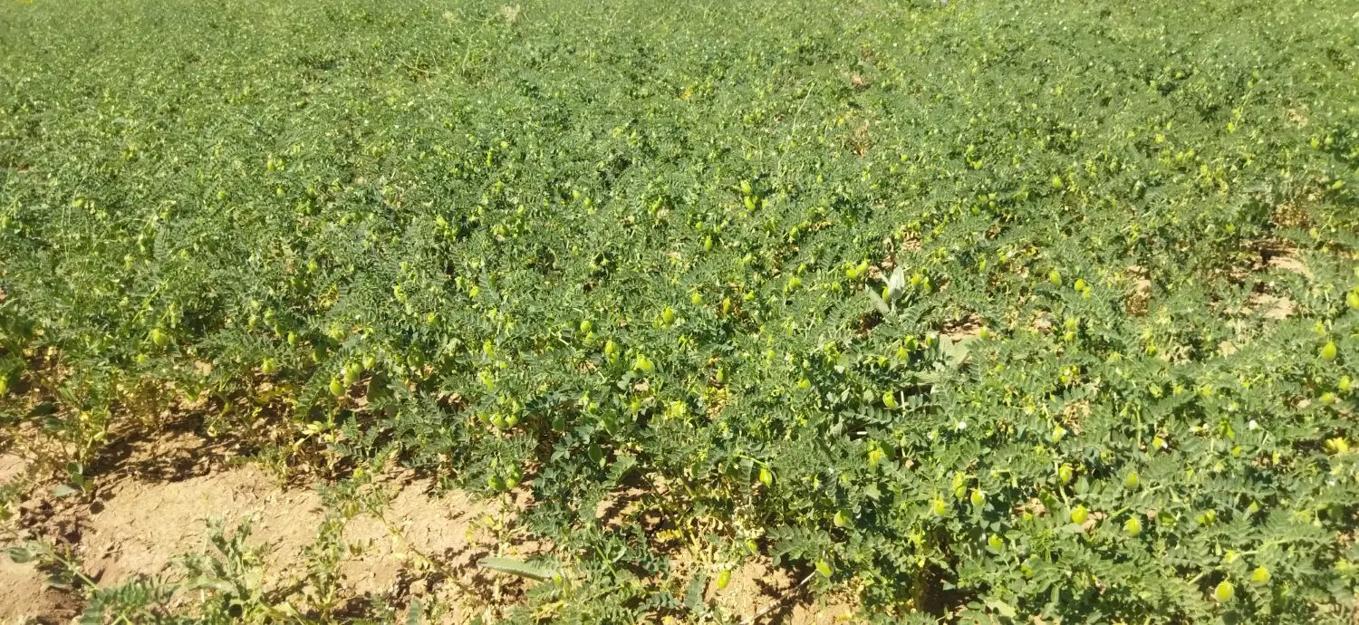 واگذاری زمین نخود جهت دسکنه