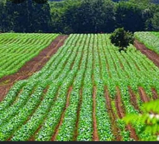 زمین کشاورزی ۴.۷۰۰جریب