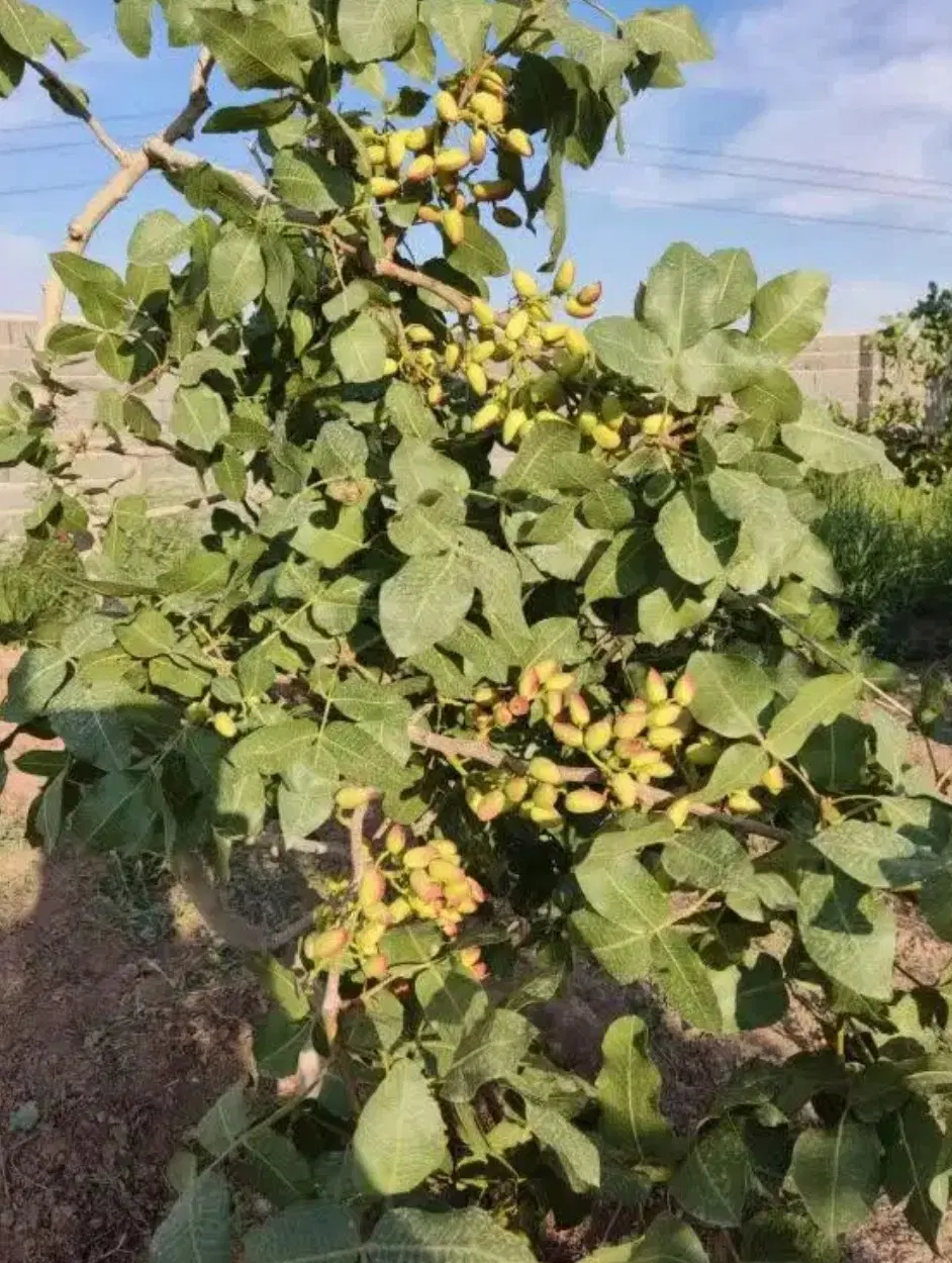 باغ پسته روستایی