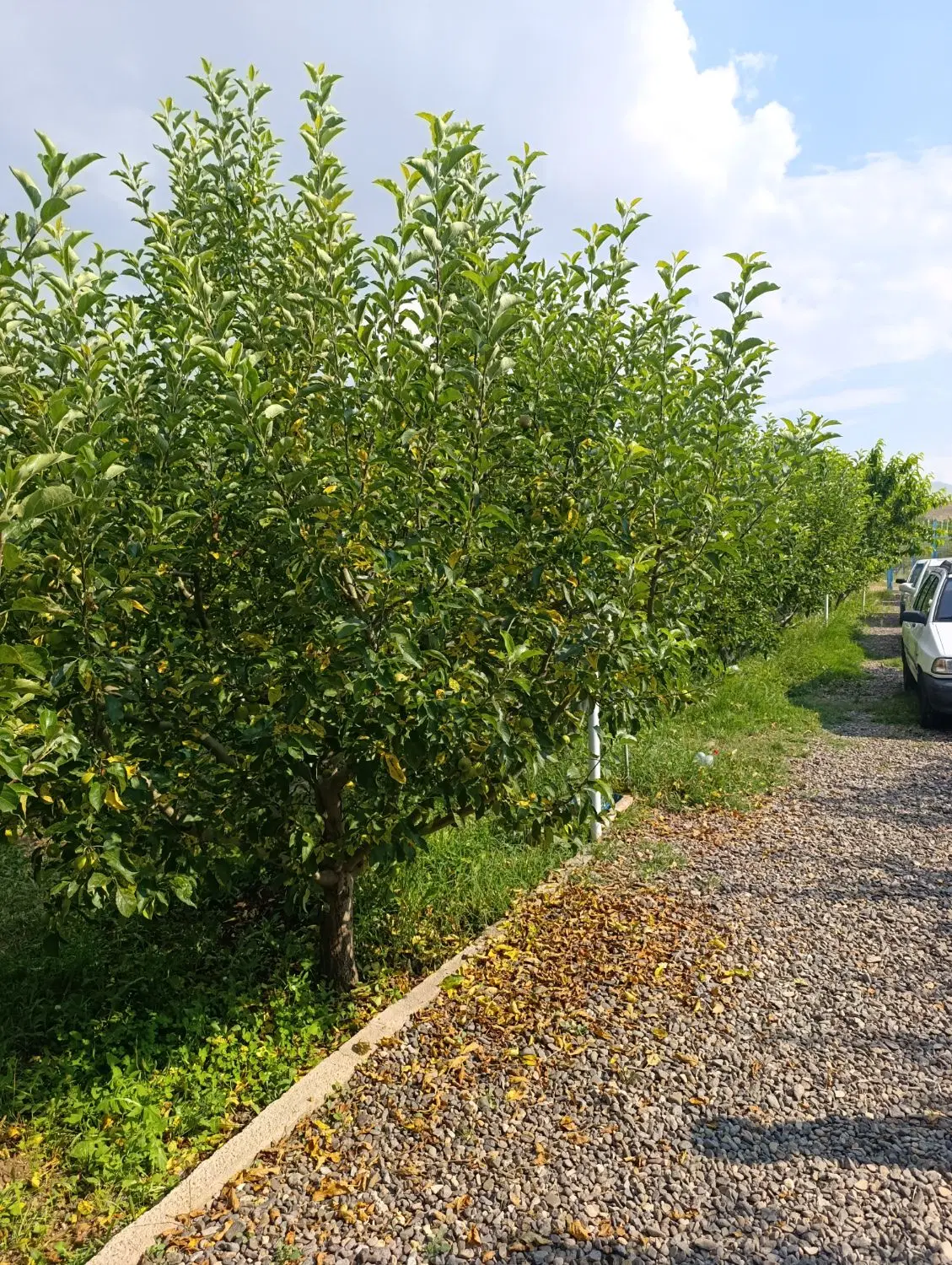 فروش باغ میوه1800متری روستای گرنگاه
