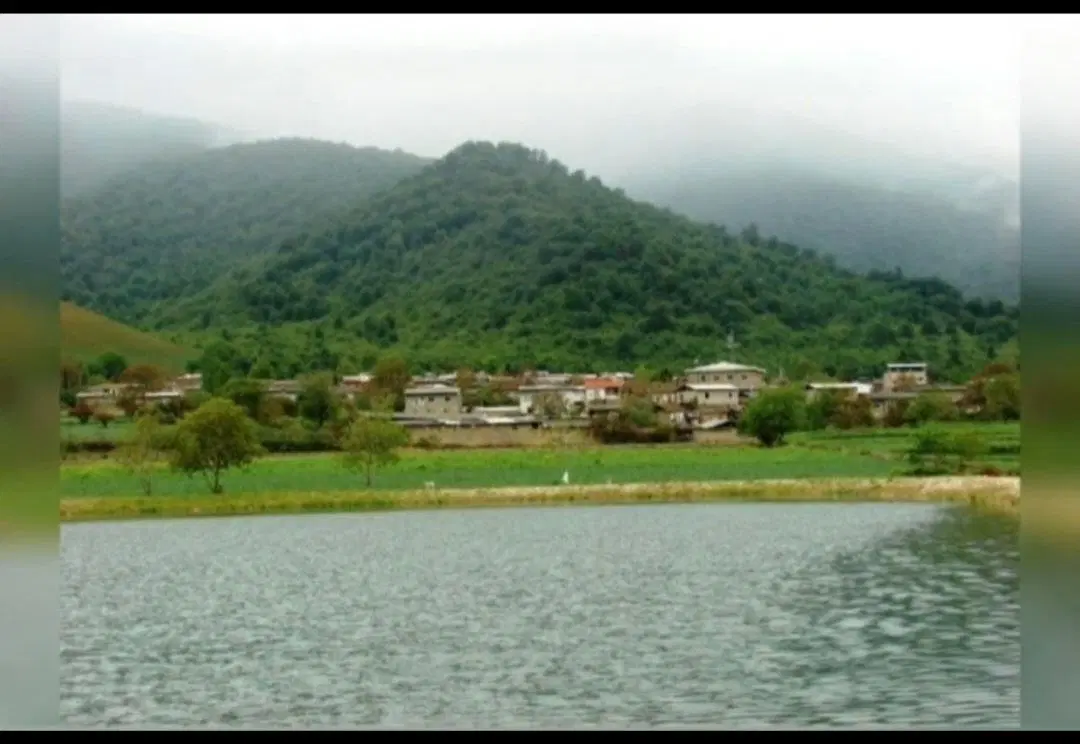 سوییت جنگلی