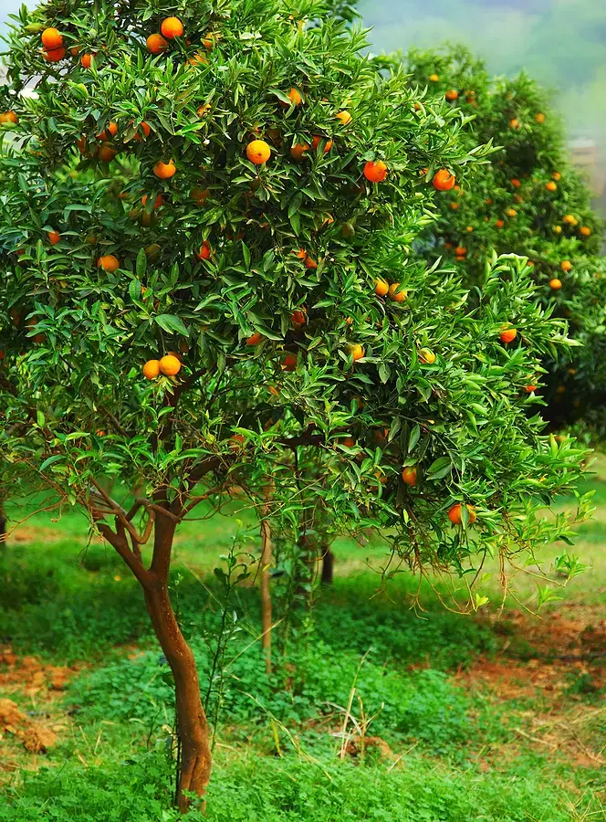 زمین ۲۱۸متری جویبار