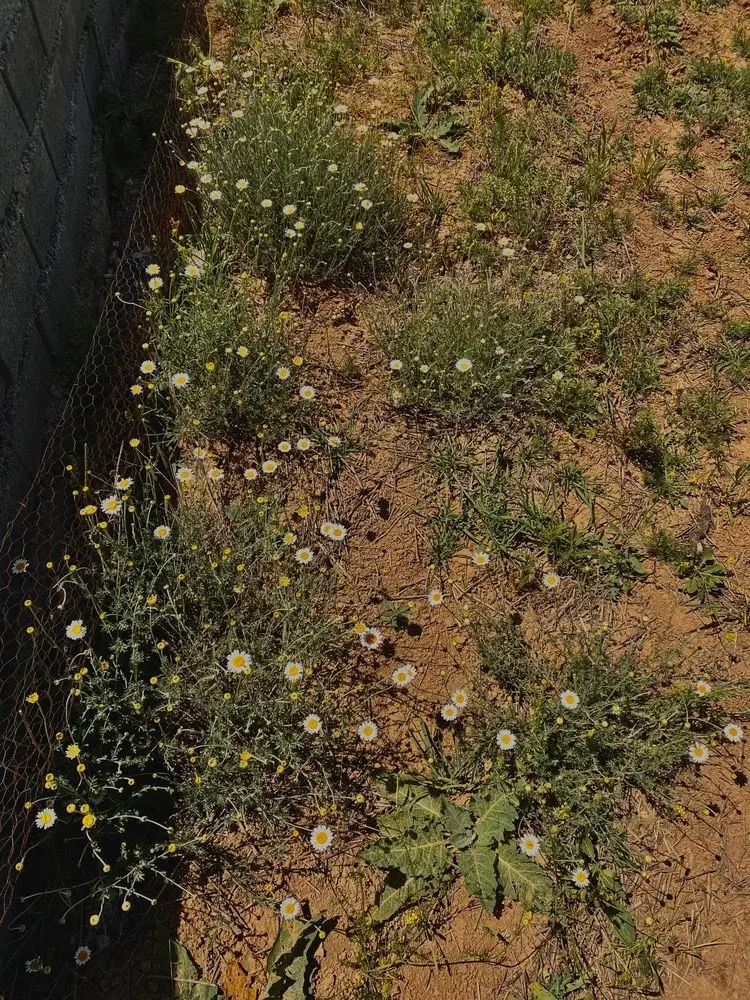 زمینی در شهر کیاسر