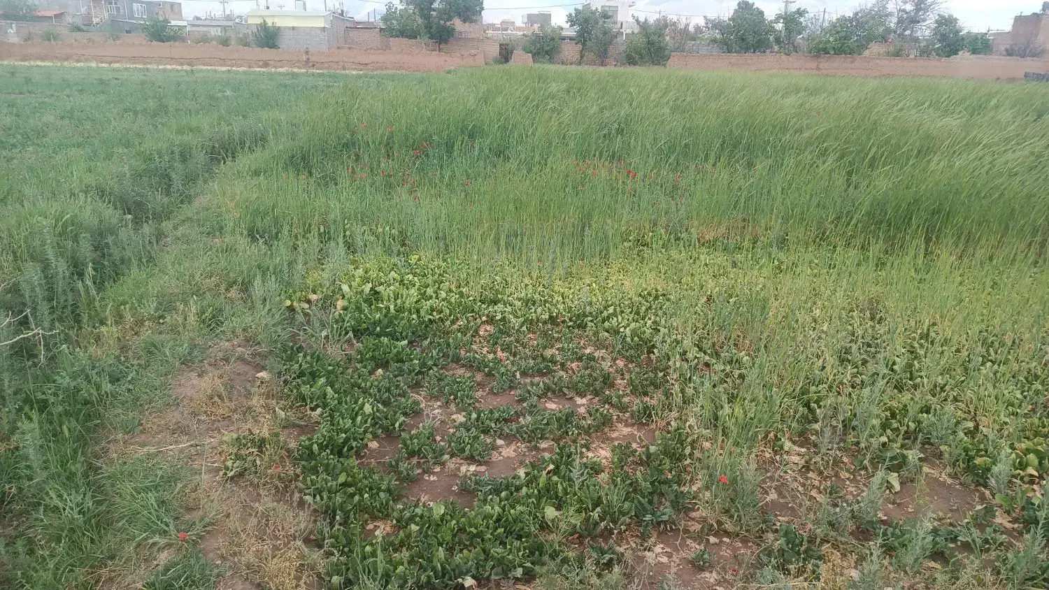 ۱۲۰۰متر فیلخانه