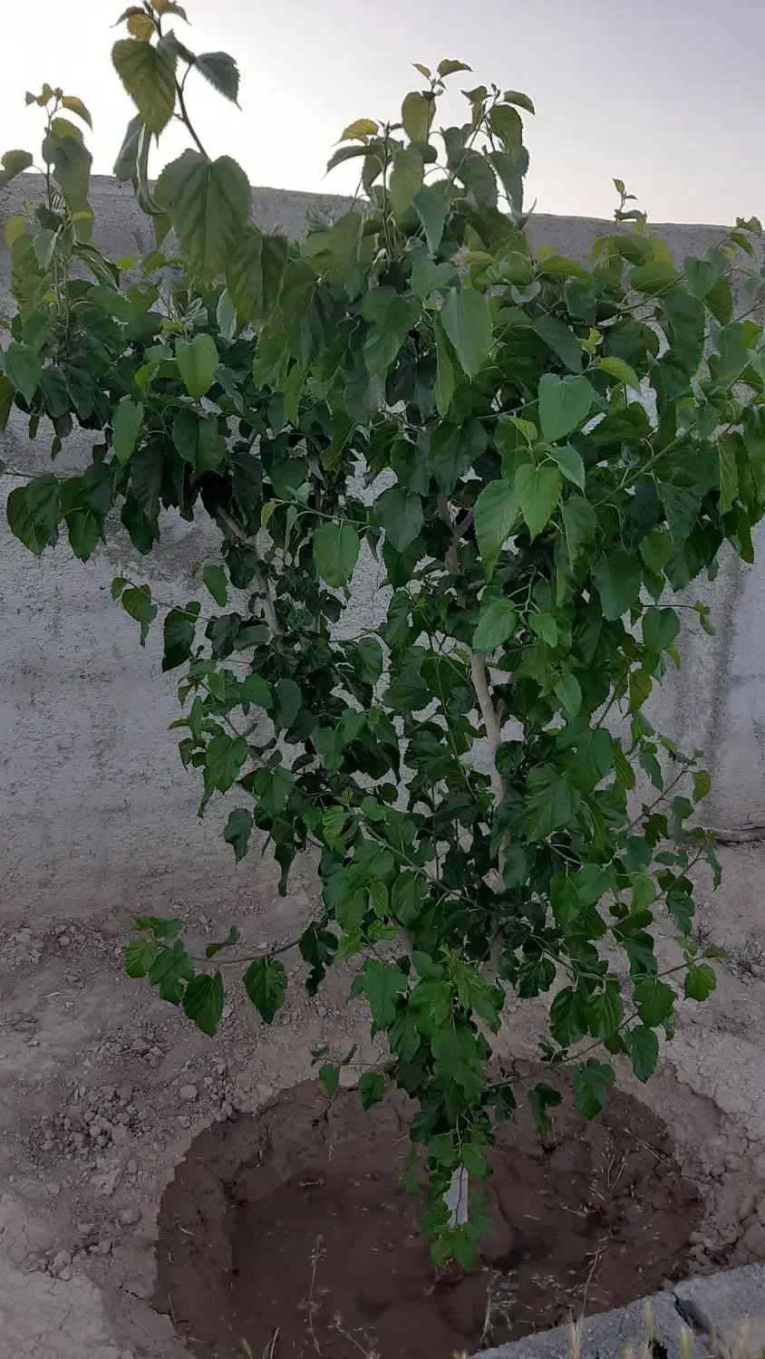 باغچه با محیطی آرام و دلنشین