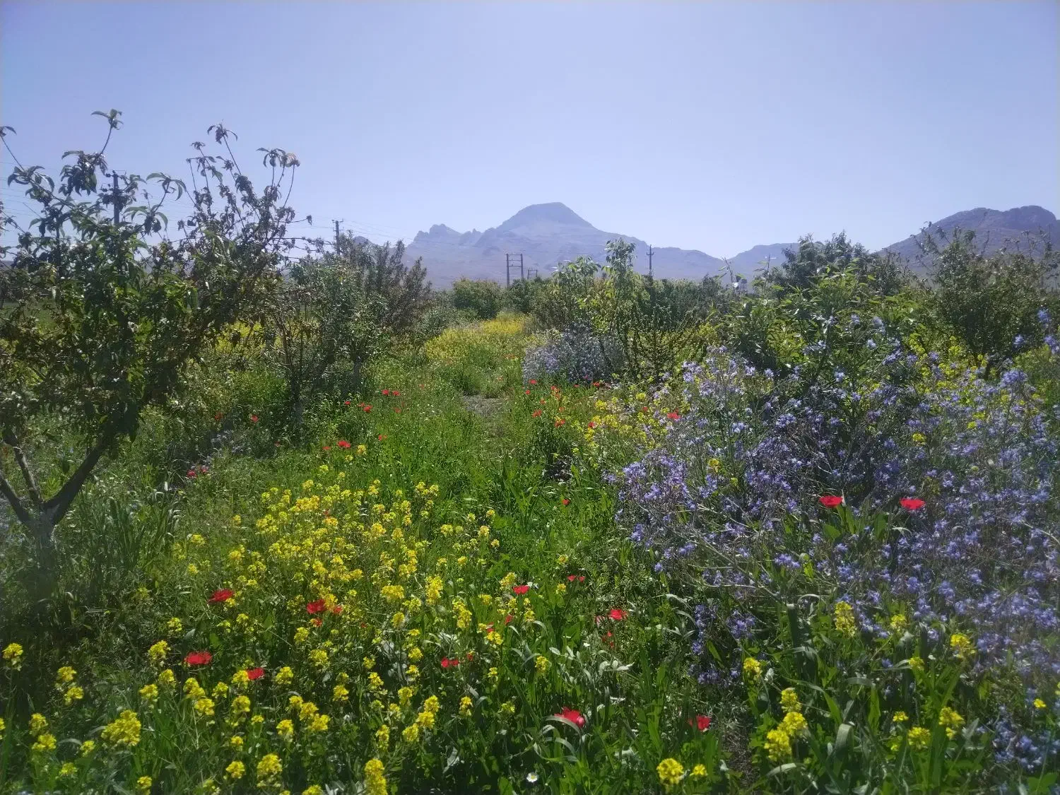 باغ پلیس‌راه هرسین روستای چهر
